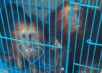 140 Exotic Animals Seized In Manipur