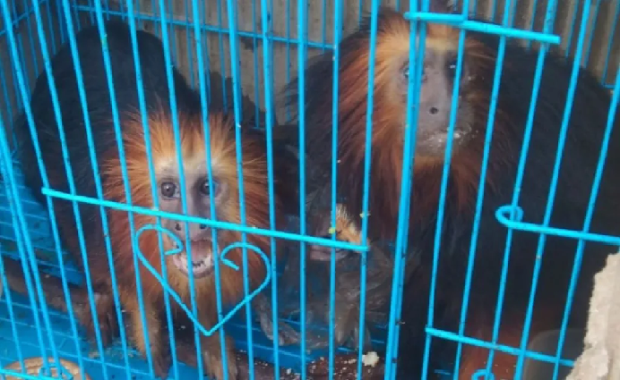 140 Exotic Animals Seized In Manipur