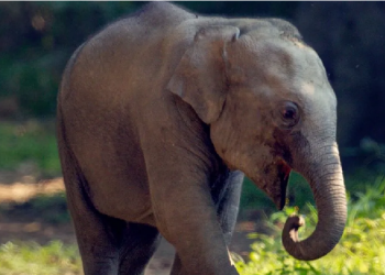 elephant dead in Assam