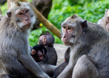 Landowners Monkeys