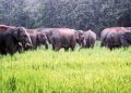 গোৱালপাৰাৰ মৰনৈত বিশাল বন্যহস্তীৰ জাকে ভাঙিলে ঘৰ