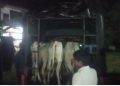 কৃষ্ণাই আৰক্ষীয়ে জব্দ কৰিলে অবৈধ ভাৱে সৰবৰাহ কৰা ১০টা গৰু, দুজনক গ্ৰেপ্তাৰ