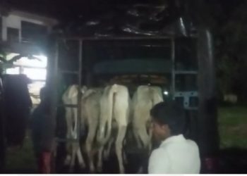 কৃষ্ণাই আৰক্ষীয়ে জব্দ কৰিলে অবৈধ ভাৱে সৰবৰাহ কৰা ১০টা গৰু, দুজনক গ্ৰেপ্তাৰ