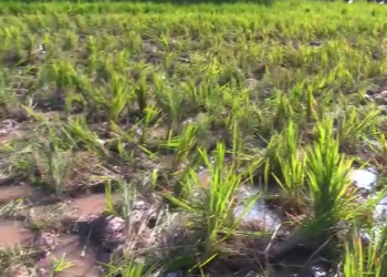 ৰংজুলিত বহু হেক্টৰ ভূমিৰ ধাননি খাই তহিলং কৰিলে বন্যহস্তীয়ে; মূৰে-কপালে হাত কৃষকৰ