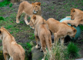 Five lions escape