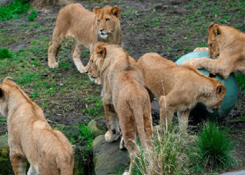 Five lions escape