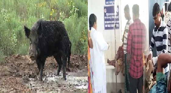 Wild Boars Attack