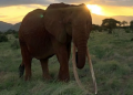 Dida Kenya's famous elephant
