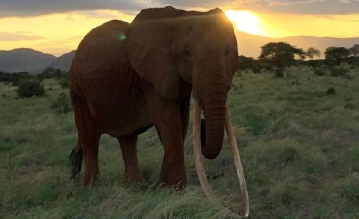 Dida Kenya's famous elephant
