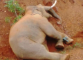 Elephant Dies Of Electrocution
