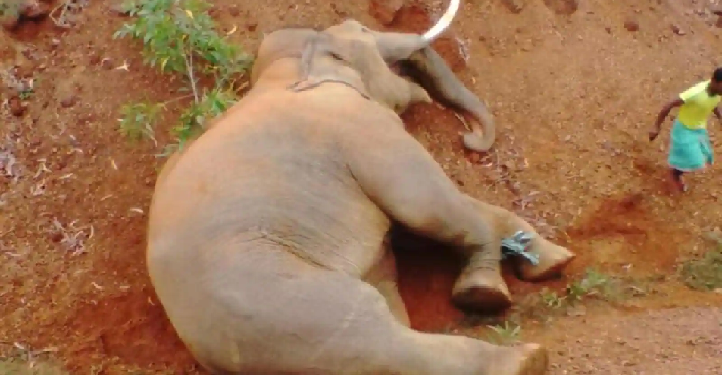 Elephant Dies Of Electrocution