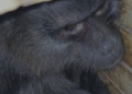 Seven endangered apes rescued