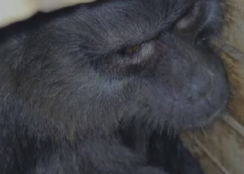 Seven endangered apes rescued