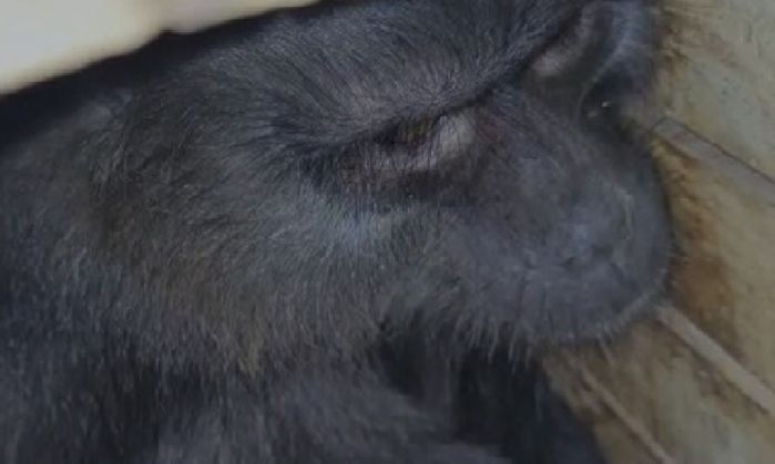 Seven endangered apes rescued