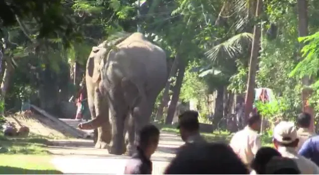 মাটিয়াত দুই বনৰীয়া হাতীৰ যুঁজ; ৰুদ্ৰমূৰ্তি ধৰি খেদিবলৈ চেষ্টা কৰা বনকৰ্মী, আৰক্ষী আৰু ৰাইজলৈ চোঁচা