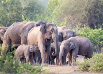 ২০০৬ চনৰ পৰা ৯৭ টা পোহনীয়া হাতী প্ৰেৰণ কৰা হৈছে আন ৰাজ্যলৈ; বিধানসভাত জনালে চৰকাৰে