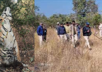 Tiger's body found hanging