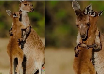 Video Of Mother Kangaroo Hugging Her Baby