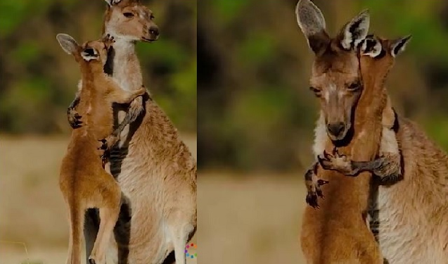 Video Of Mother Kangaroo Hugging Her Baby