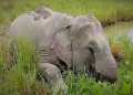 Elephant found dead in Kamrup