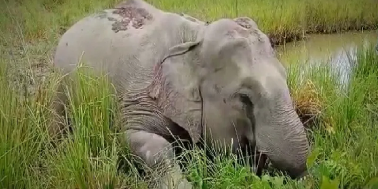 Elephant found dead in Kamrup