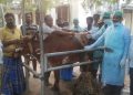 গৰুৰ পেটৰ পৰা উদ্ধাৰ ৬৫ কিলোগ্ৰাম প্লাষ্টিক, ধাতুৰ আৱৰ্জনা; হতভম্ব চিকিৎসক