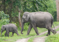 wild elephant
