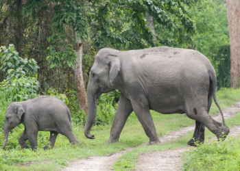 wild elephant
