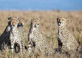 cheetah