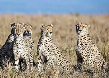 cheetah