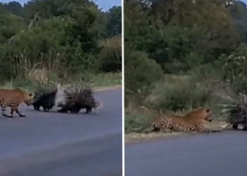 Porcupines viral video