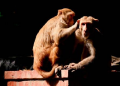 Man died while taking selfie with monkeys