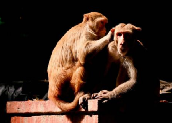 Man died while taking selfie with monkeys