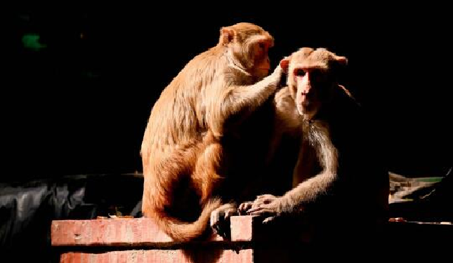 Man died while taking selfie with monkeys