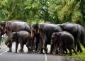 elephant corridor