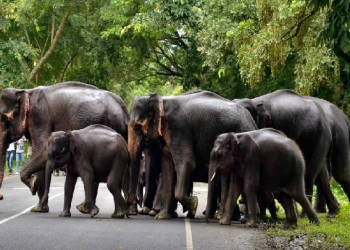 elephant corridor