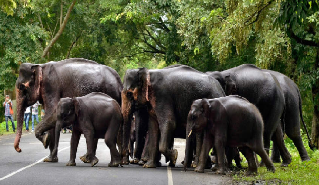 elephant corridor