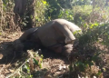 Elephant found dead in Tinsukia
