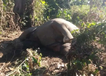 Elephant found dead in Tinsukia