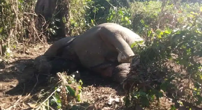 Elephant found dead in Tinsukia