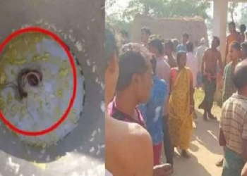 Snake Found In Mid-Day Meal