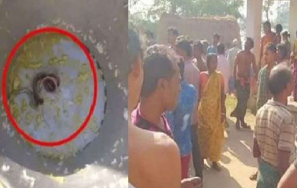 Snake Found In Mid-Day Meal