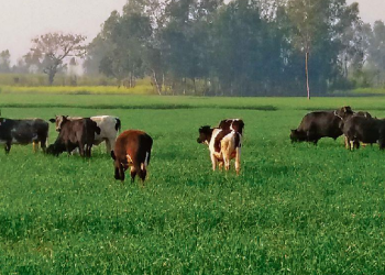 stray cattle in UP