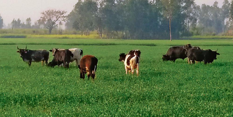 stray cattle in UP