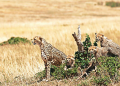 African cheetahs to India