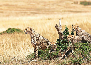 African cheetahs to India