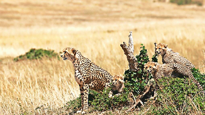 African cheetahs to India