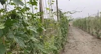 তীব্ৰ চাঞ্চল্যৰ সৃষ্টি: নিশাই দুবৃত্তই ফচল কাটি তহিলং কৰিলে ৰবি শস্যৰ ক্ষেত্ৰ