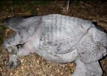 Rhino found dead