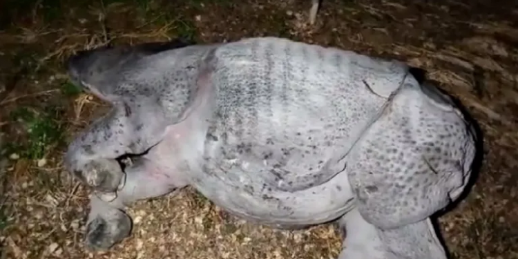 Rhino found dead
